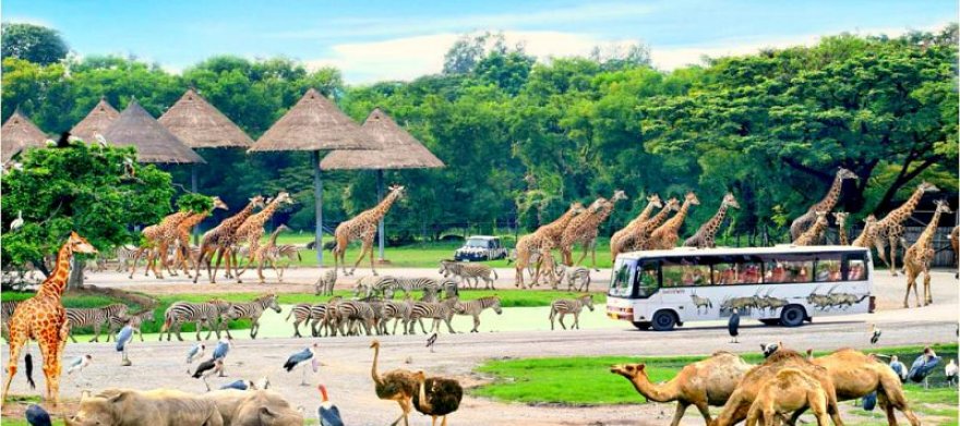 Сафари-парк (Safari World)
